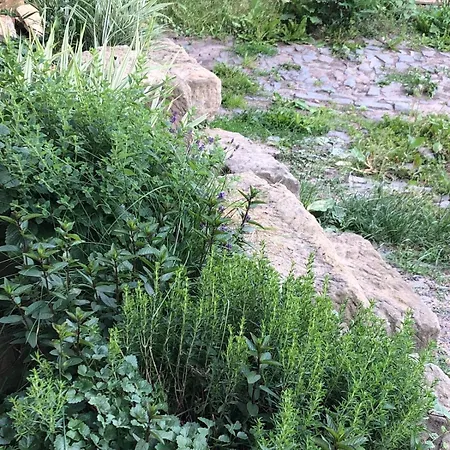 In A Stone House With A Beautiful Garden Lägenhet
